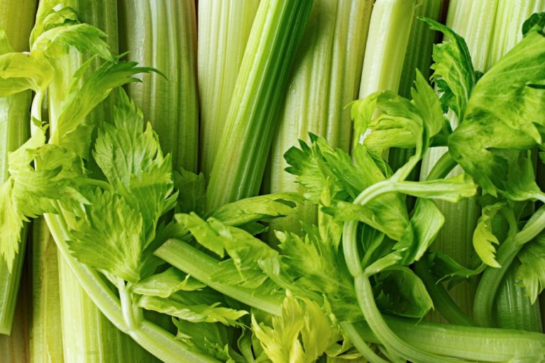 Is Celery Good for Teething Babies?
