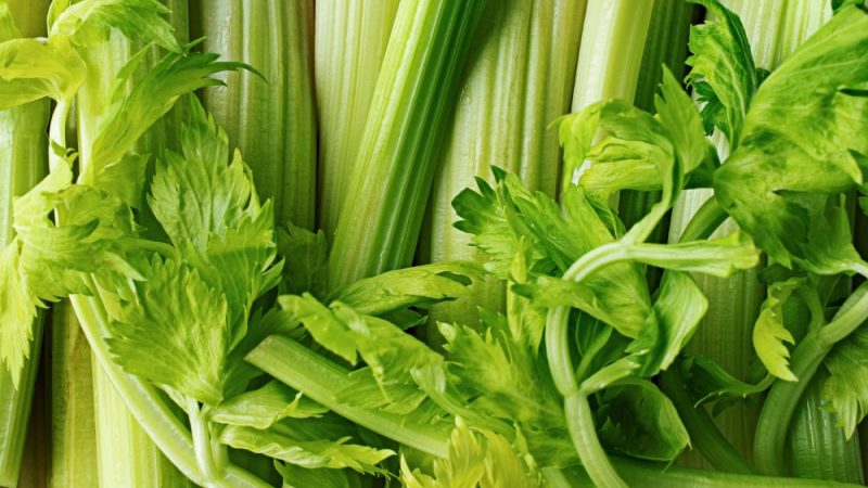Is Celery Good for Teething Babies?